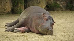 fond ecran hippopotame 02.jpg