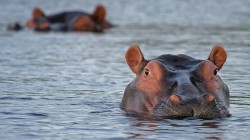 fond ecran hippopotame 06.jpg