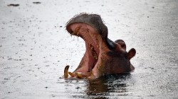 fond ecran hippopotame 16.jpg