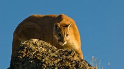cougar 16.jpg