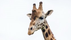 fond ecran girafe 06.jpg