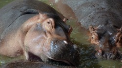 fond ecran hippopotame 01.jpg