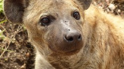 fond ecran hyene 12.jpg