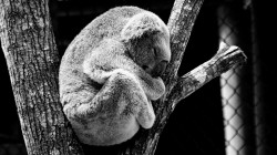 fond ecran koala 01.jpg