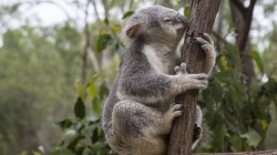 fond ecran koala 02.jpg