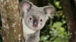 fond ecran koala 04.jpg