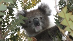 fond ecran koala 05.jpg