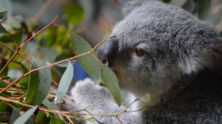 fond ecran koala 06.jpg