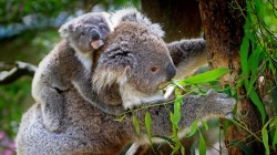 fond ecran koala 08.jpg