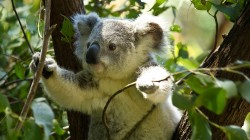 fond ecran koala 09.jpg