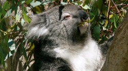 fond ecran koala 10.jpg
