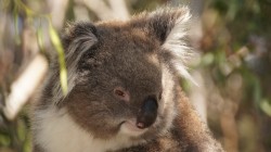 fond ecran koala 12.jpg