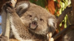 fond ecran koala 15.jpg