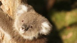fond ecran koala 16.jpg
