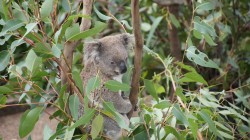 fond ecran koala 17.jpg