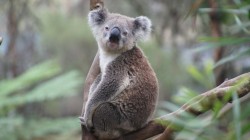 fond ecran koala 18.jpg