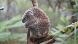 fond ecran koala 20.jpg