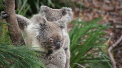 fond ecran koala 21.jpg