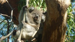 fond ecran koala 22.jpg
