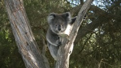 fond ecran koala 23.jpg