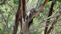 fond ecran koala 24.jpg
