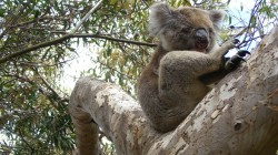 fond ecran koala 25.jpg