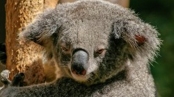 fond ecran koala 26.jpg