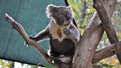 fond ecran koala 27.jpg