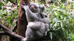 fond ecran koala 29.jpg