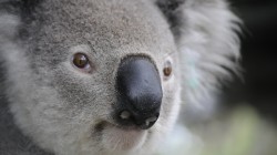fond ecran koala 30.jpg
