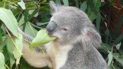 fond ecran koala 31.jpg