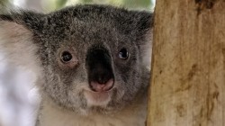 fond ecran koala 32.jpg