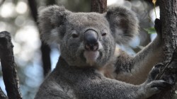 fond ecran koala 34.jpg