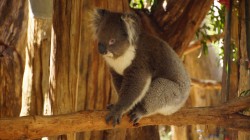 fond ecran koala 35.jpg