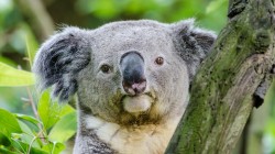 fond ecran koala 37.jpg