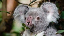 fond ecran koala 38.jpg