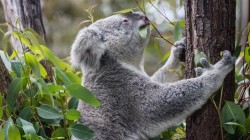 fond ecran koala 39.jpg