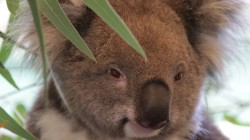 fond ecran koala 40.jpg