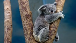 fond ecran koala 41.jpg