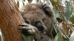 fond ecran koala 42.jpg