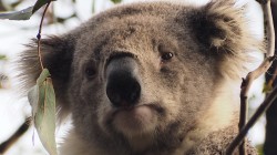 fond ecran koala 43.jpg