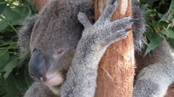 fond ecran koala 45.jpg