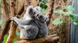 fond ecran koala 46.jpg