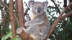 fond ecran koala 47.jpg
