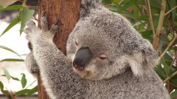 fond ecran koala 48.jpg