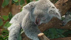 fond ecran koala 49.jpg