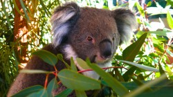 fond ecran koala 50.jpg