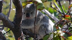 fond ecran koala 51.jpg