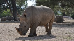 fond ecran rhinoceros 12.jpg
